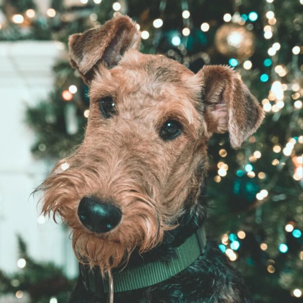 Szerelemfotó by Szántó Eszter - karácsonyi fotó standajánlat kép